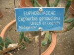 web euphorba